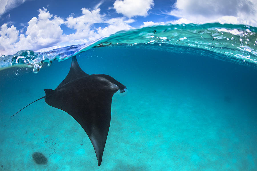A Reef Manta Ray In Mayotte Photograph by Barathieu Gabriel