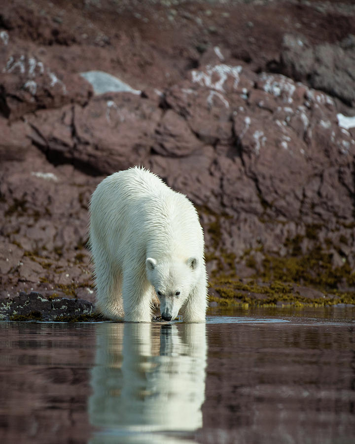 A Reflective Polar Bear Photograph by Ken Petch