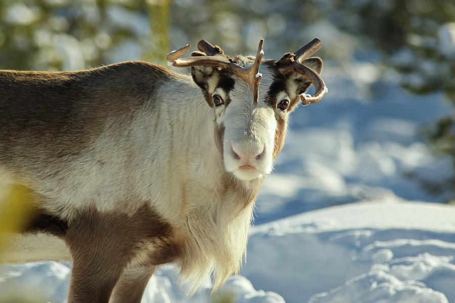 A reindeer is looking into the camera in a sunny forest Photograph by Intensivelight