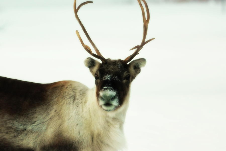 A reindeer is looking into the camera - soft Photograph by Intensivelight