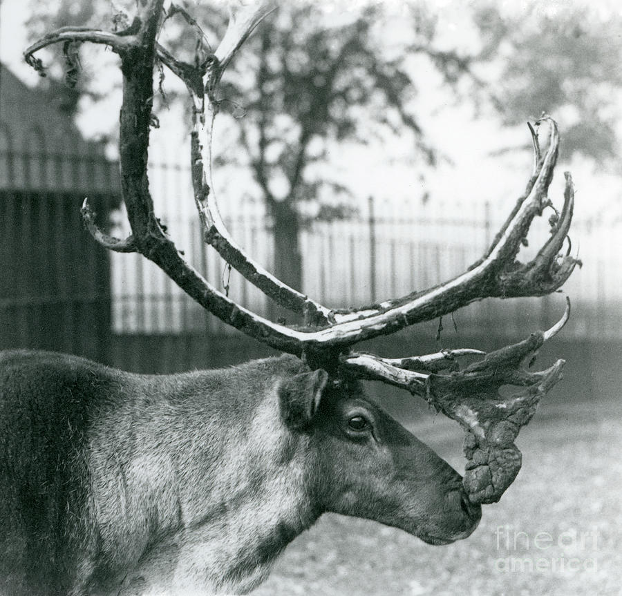 A Reindeer Stag Shedding Velvet From His Antlers, London Zoo, 1929 ...