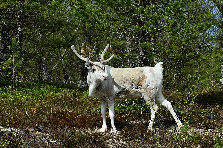 A Reindeer Stands In The Forest And Looks Around, Near Rtan, Hrjedalen Province, Sweden Photograph by Torsten Rathjen