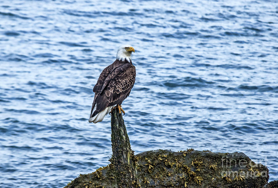 Bird Photograph - A Resting Bald Eagle by Robert Bales