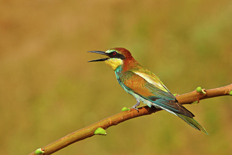 A Resting Rainbow by Darren Weeks A Resting Rainbow by Darren Weeks