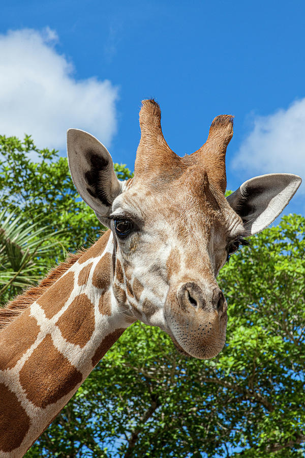 A Reticulated Giraffe's Height Gives Photograph by Larry Richardson