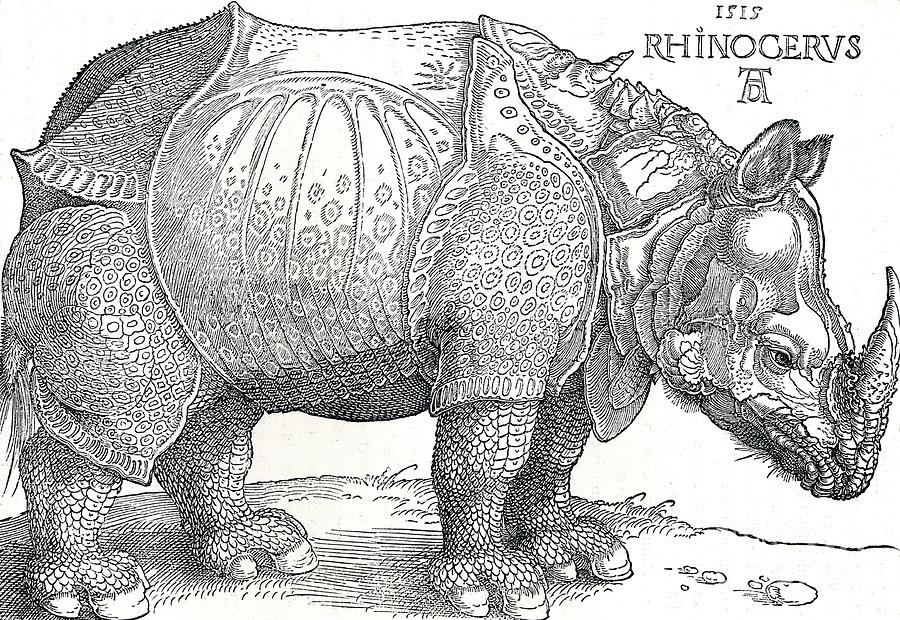 A Rhinoceros, 1515 Drawing by Print Collector