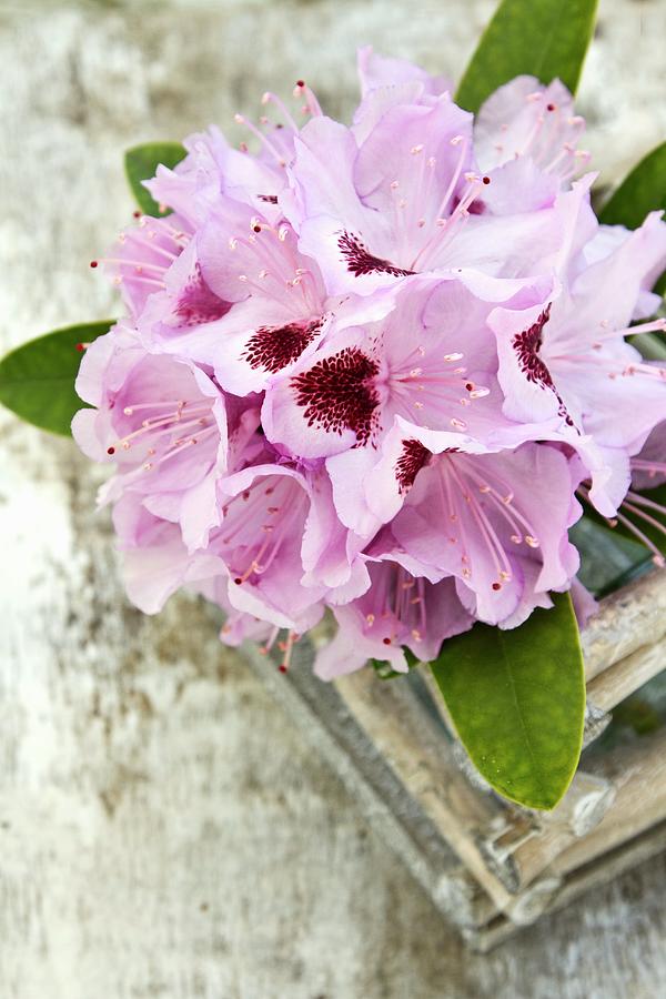 A Rhododendron Flower Photograph by Catja Vedder