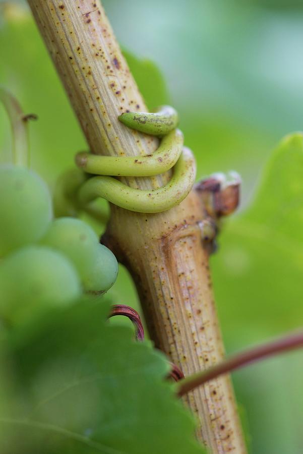 Fruit Photograph - A Riesling Vine by Feig & Feig