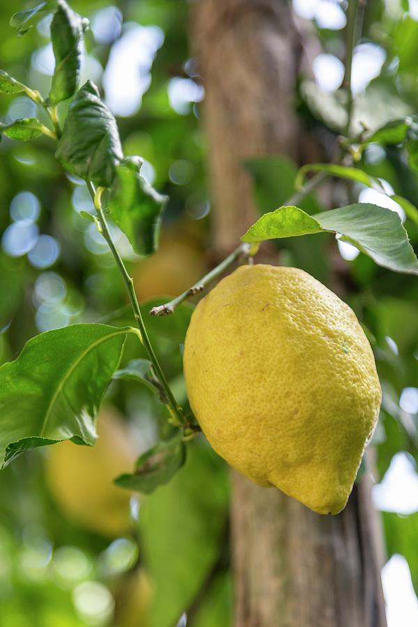 A Ripe Lemon On A Tree Photograph by Jalag / Andrea Di Lorenzo