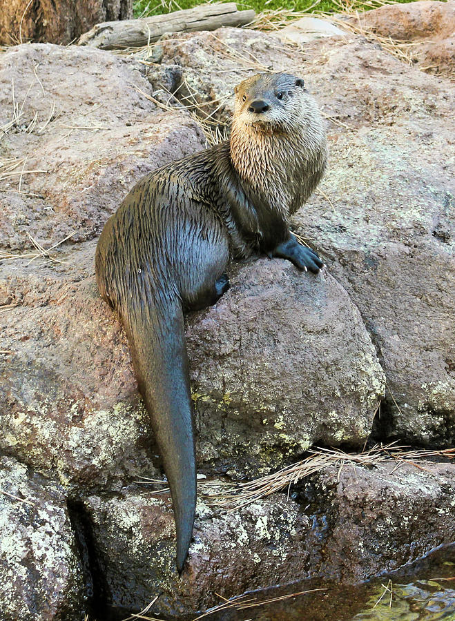 Nature Photograph - A River Otter Dries Out on a Rock by Derrick Neill