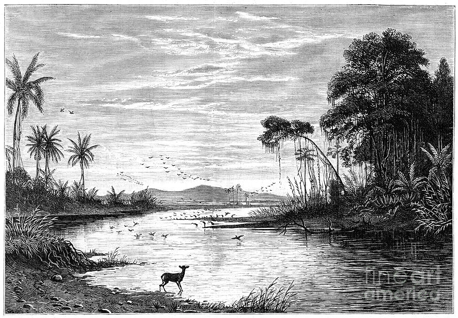 A River Scene In Venezuela, 1877 Drawing by Print Collector