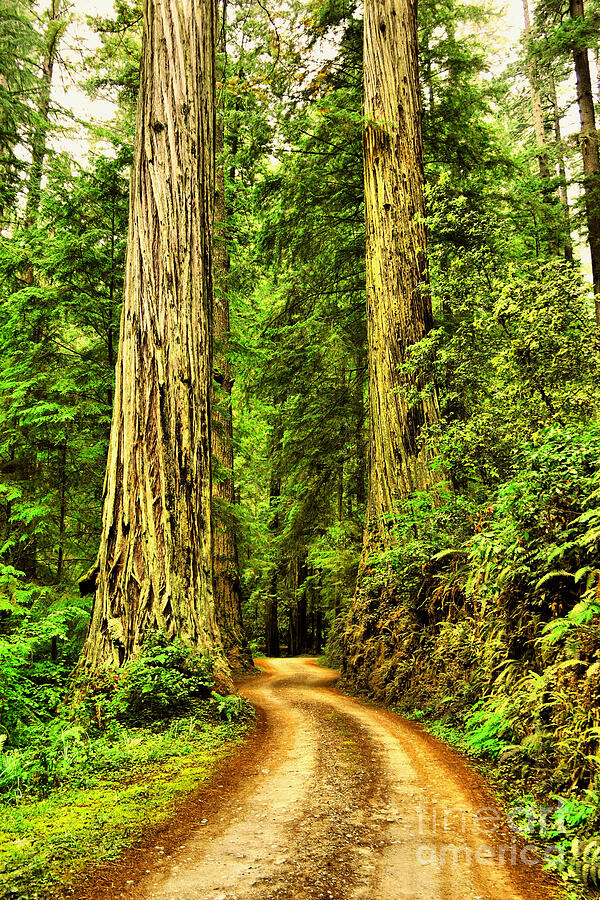 A Road between two Redwoods Photograph by Jeff Swan