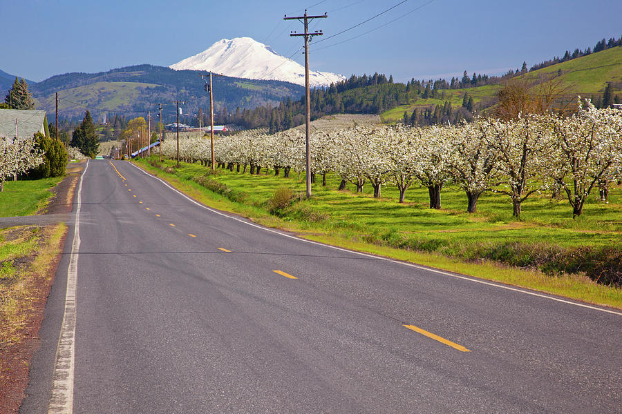 A Road Leading Toward Mount Hood In Photograph by Design Pics / Craig Tuttle