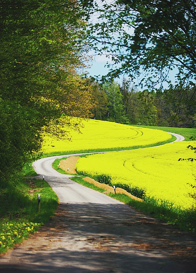 A Road Through A Rape Field, Upper Palatinate, Germany Photograph by Jalag / Maria Schiffer