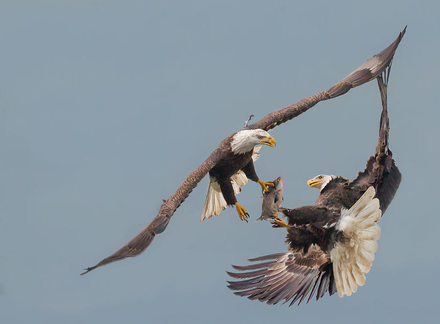 Eagle Photograph - A Robbery In Air by Cheng Chang