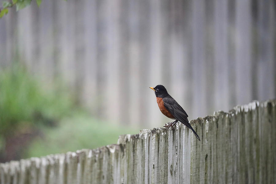 A Robin on a Fence Photograph by Rachel Morrison