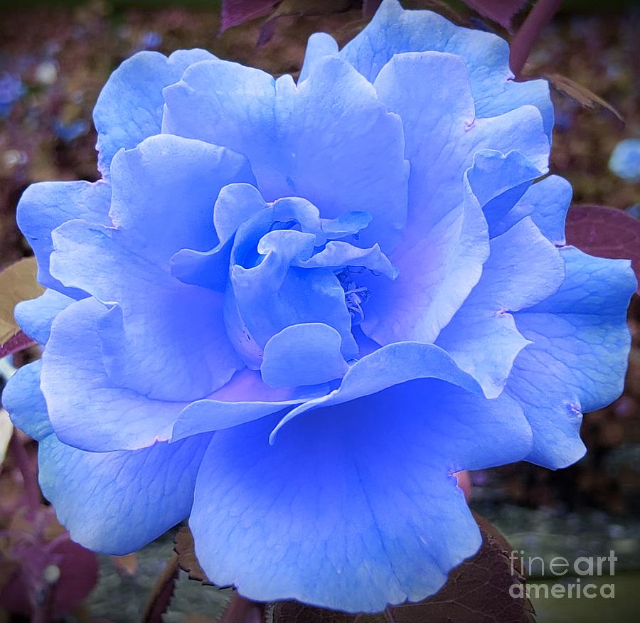 A Romantic Blue Rose Photograph by Chad and Stacey Hall