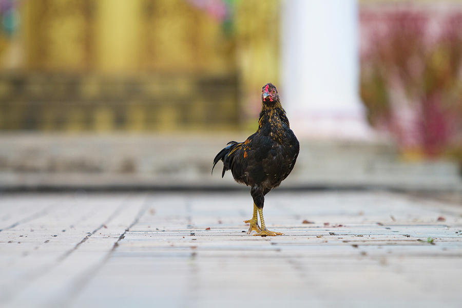 A Rooster Looks Towards The Camera Photograph by Matthew Micah Wright