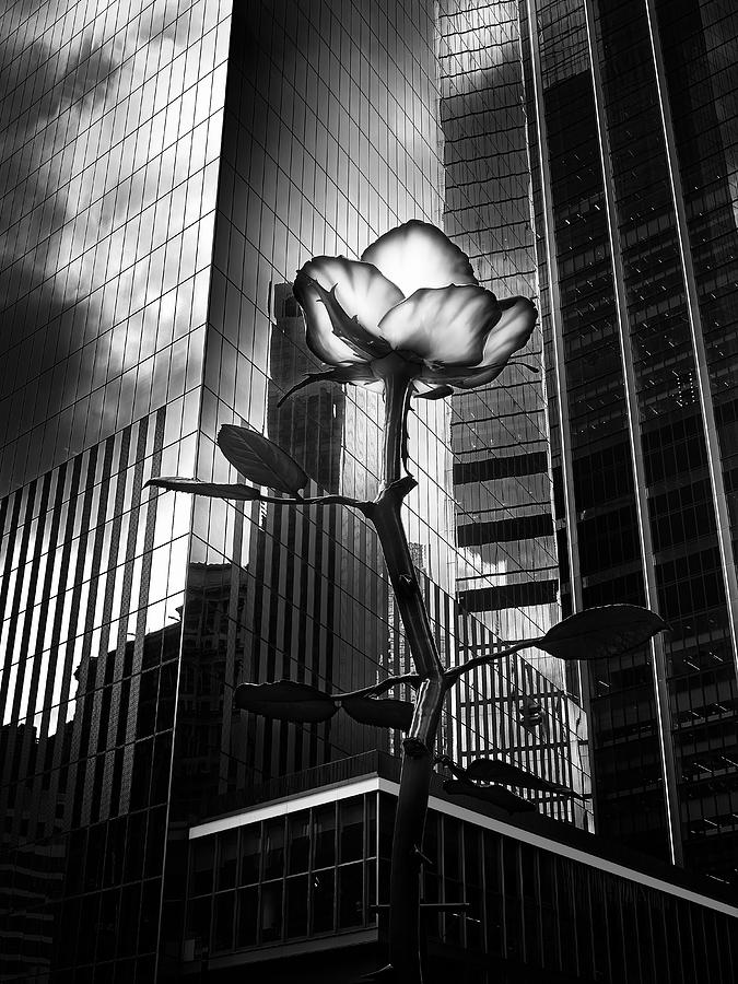 A Rose Among Giants Photograph by Helena Garca