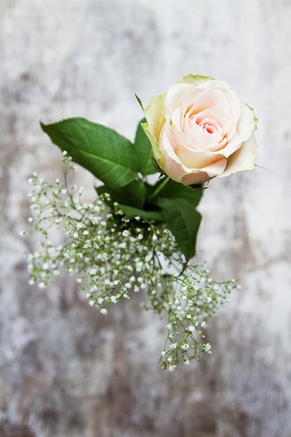 A Rose And Gypsophila Photograph by Catja Vedder