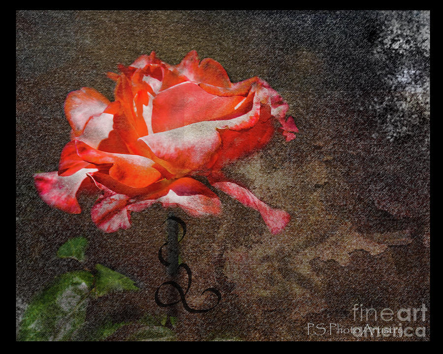 A Rose by..... Digital Art by Deb Nakano