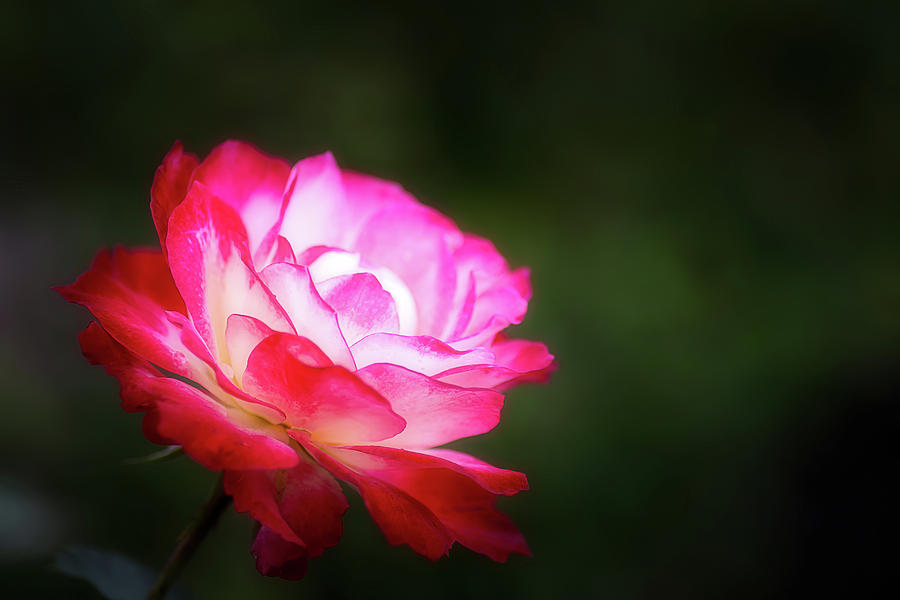 A Rose... by Cyndy Doty A Rose... by Cyndy Doty