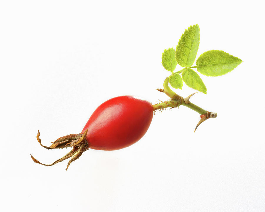 A Rose Hip In A Sprig Photograph by Fruitbank