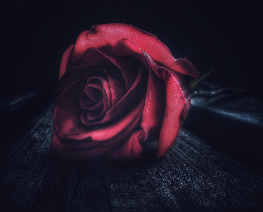 A rose is a rose Photograph by Brenda Wilcox aka Wildeyed n Wicked