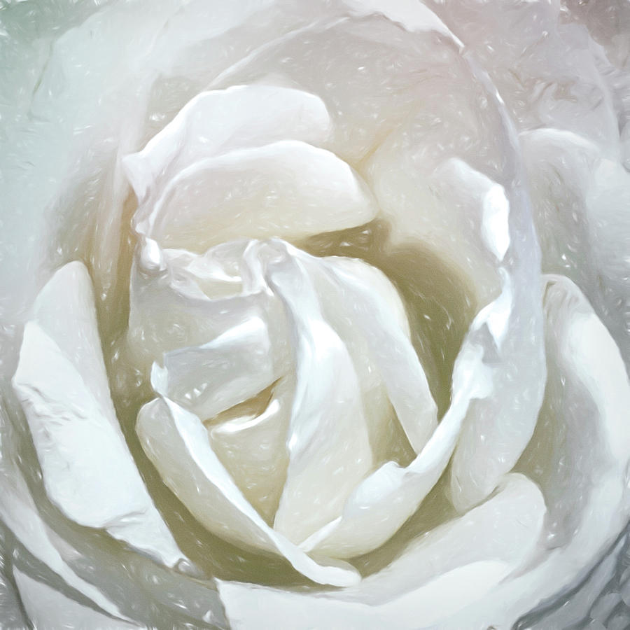 A Rose is a Rose  Digital Art by Cindy Greenstein