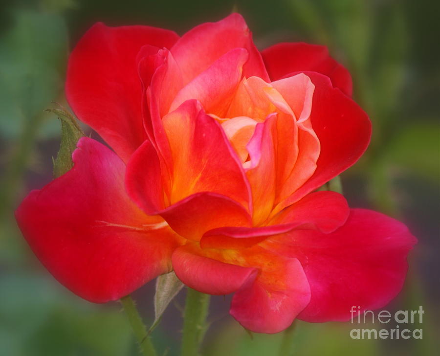 A Rose of many colors Photograph by Myrna Bradshaw | Fine Art America