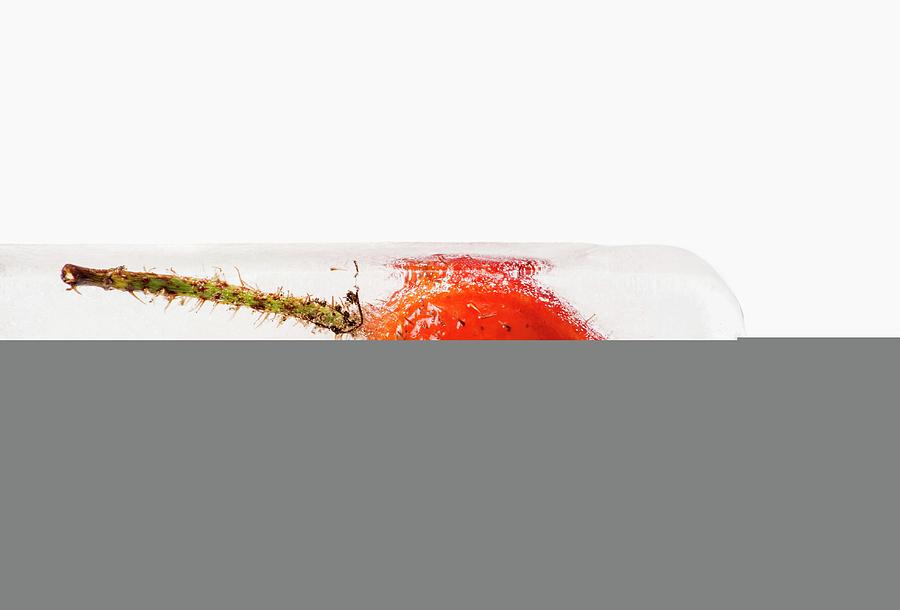 A Rosehip And A Beetle In An Ice Block Photograph by Chris Schfer