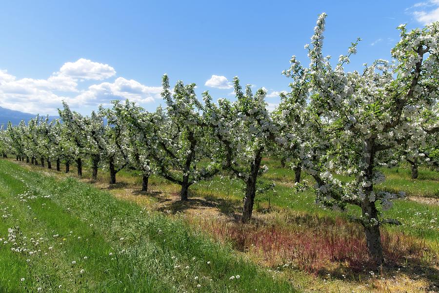 A Row Of Apple Trees In Bloom Photograph