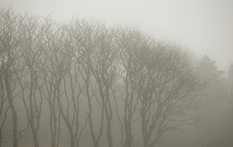 A Row Of Bare Trees In Fog Photograph by Sindre Ellingsen