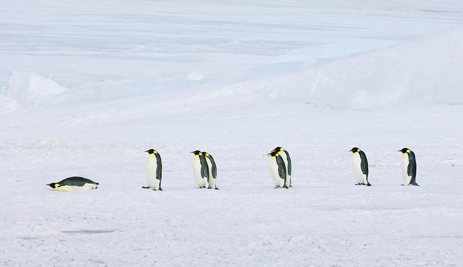A Row Of Emperor Penguins Walking Photograph by Mint Images - David Schultz