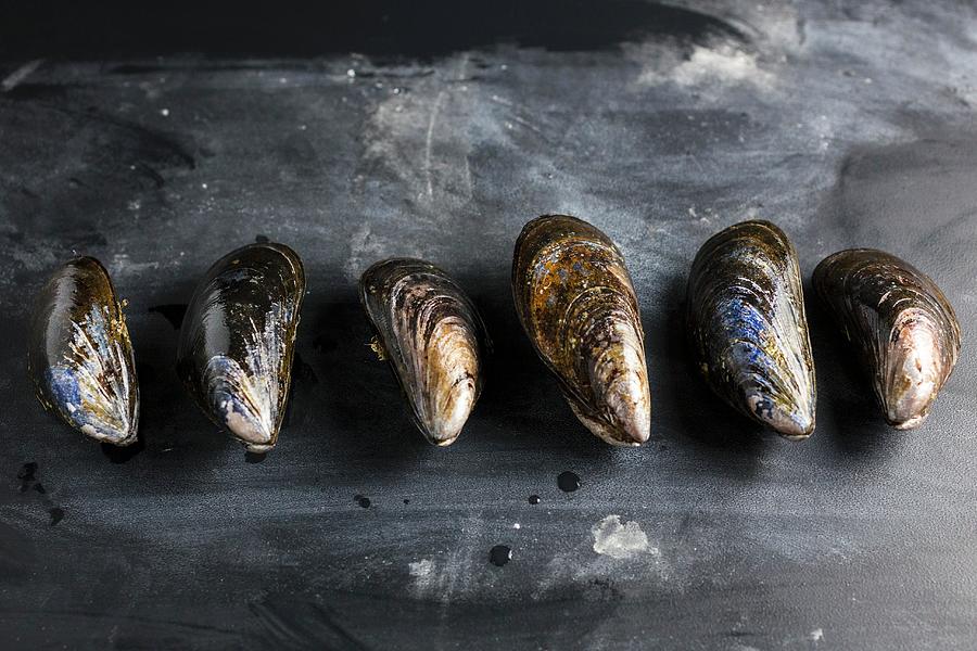 A Row Of Mussels On A Slate Slab Photograph by Emily Clifton