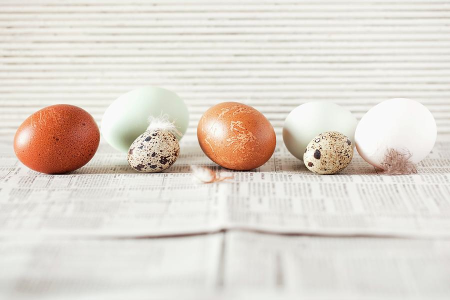 A Row Of Various Eggs Photograph by Jane Saunders