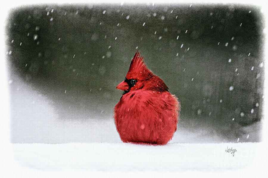 A Ruby In The Snow Photograph by Lois Bryan