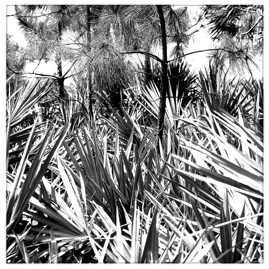 A Rush Of Leaves Photograph by Harold Silverman - Foliage & Greenery