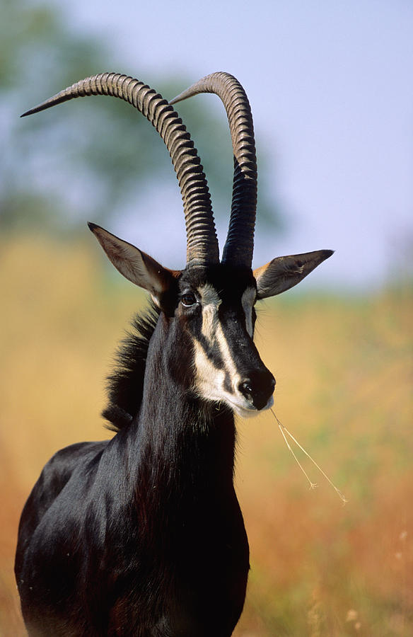 A Sable Bull Observes The Camera by Martin Harvey