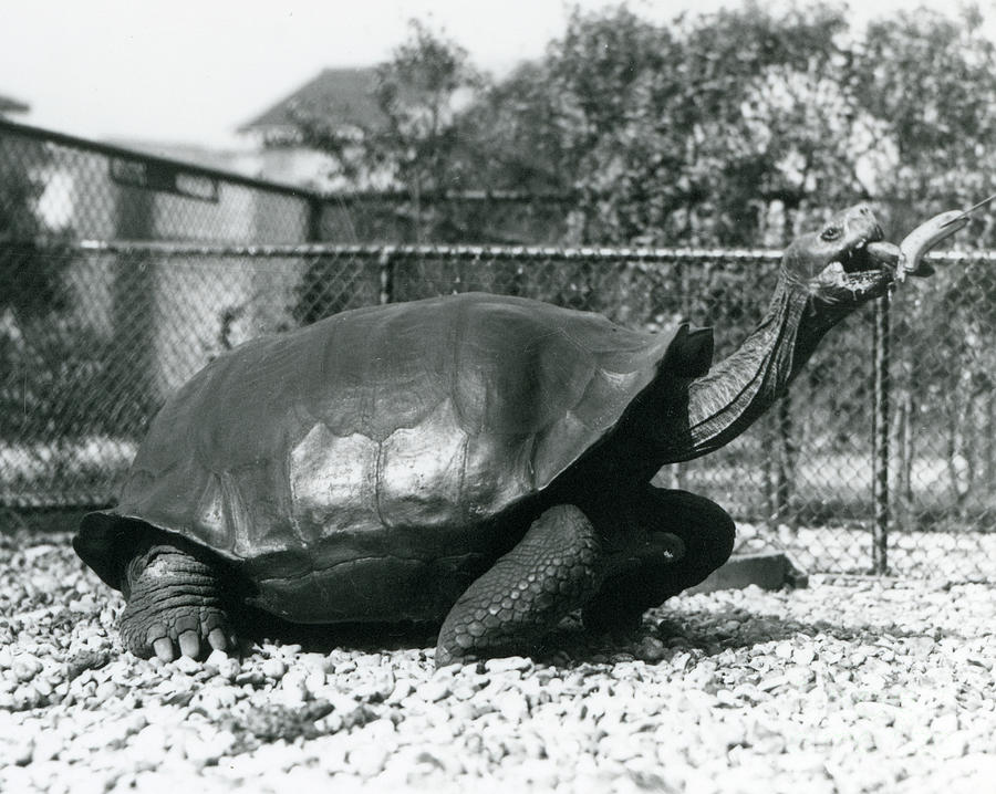 A Saddleback, Galapagos Tortoise Being Fed With A Banana On A Stick Photograph by Frederick William Bond