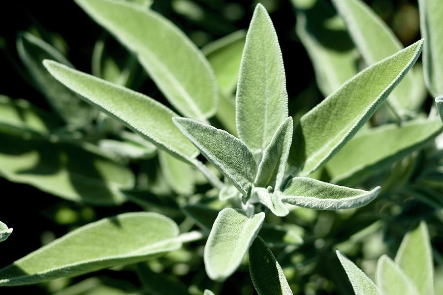 A Sage Plant In The Sunshine Photograph by Imagerie
