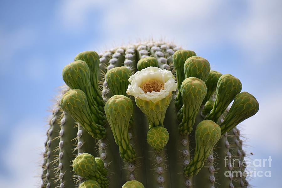 A Saguaro Bloom And Its Buds Photograph by Janet Marie