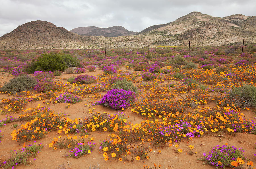 A Sandy Roadside Verge Is Covered By Photograph by Anthony Grote