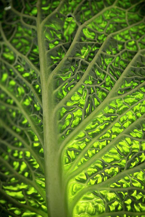 A Savoy Cabbage Leaf, Backlit Photograph by Tomasz Jakusz