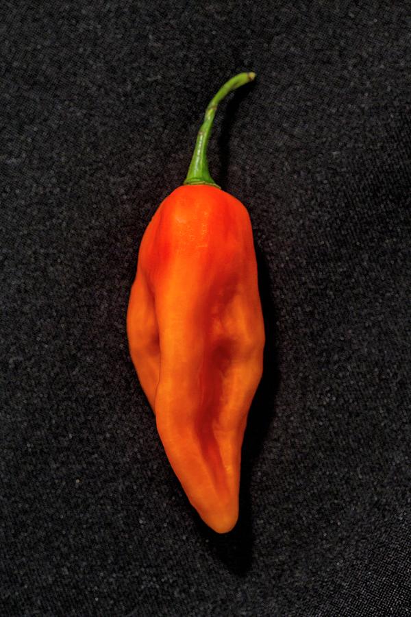 A Sbs Demon Chilli Pepper Photograph by Alfonso Calero
