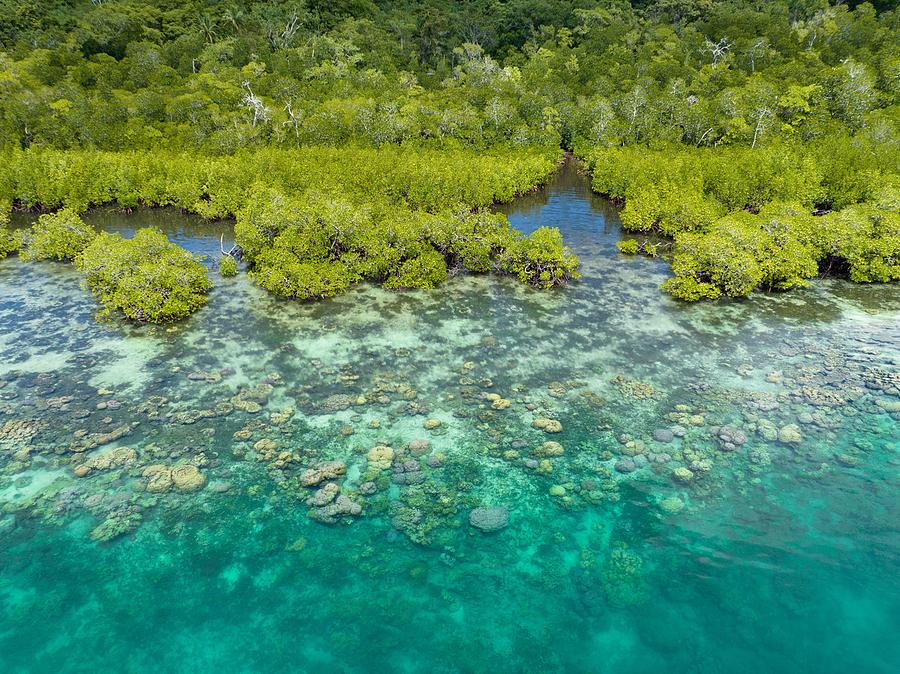Nature Photograph - A Scenic Mangrove Forest Is Fringed by Ethan Daniels