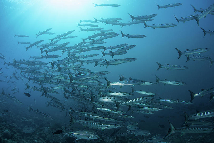 A School Of Blackfin Barracuda Swimming Photograph by Ethan Daniels