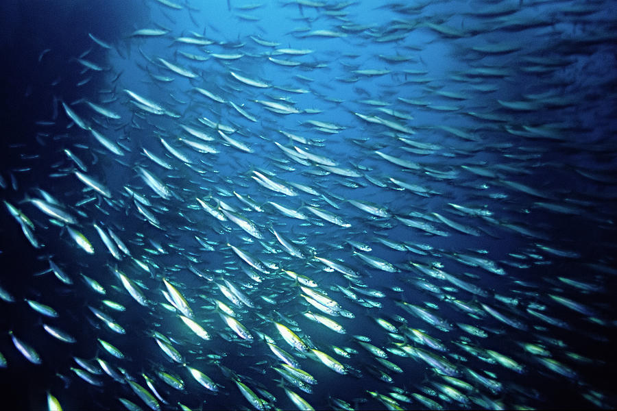 A School Of Mackerel Swims Amongst Giant Kelp (macrocystis). Photograph ...