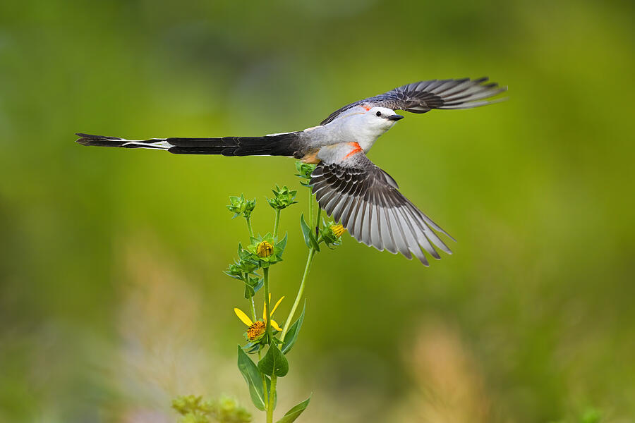 A Scissor-tailed Flytacher Inflight Photograph by Mike He