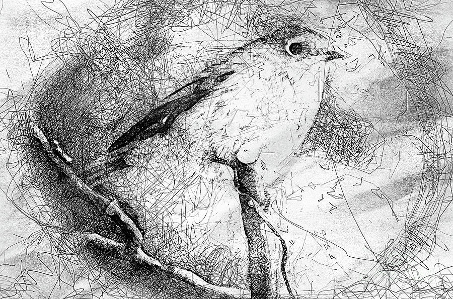 A Scribbly Robin Photograph by Jack Torcello